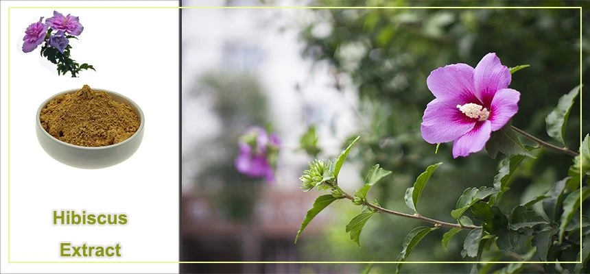 product-1-1 Hibiscus extract powder