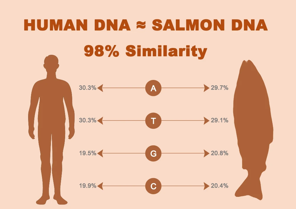 There is a 98% similarity between human DNA and salmon DNA